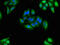 Oxytocin/Neurophysin I Prepropeptide antibody, CSB-PA017315LA01HU, Cusabio, Immunofluorescence image 