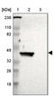 Glutamate Rich 1 antibody, PA5-51992, Invitrogen Antibodies, Western Blot image 