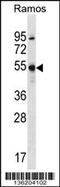 Forkhead Box J2 antibody, 58-670, ProSci, Western Blot image 