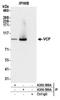 Valosin Containing Protein antibody, A300-589A, Bethyl Labs, Immunoprecipitation image 
