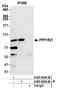 Protein Phosphatase 1 Regulatory Subunit 21 antibody, A305-825A-M, Bethyl Labs, Immunoprecipitation image 