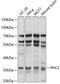 Polyhomeotic Homolog 2 antibody, 15-688, ProSci, Western Blot image 