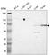 Cadherin 3 antibody, HPA001767, Atlas Antibodies, Western Blot image 