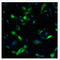 Proto-oncogene tyrosine-protein kinase receptor Ret antibody, AP33454PU-N, Origene, Immunofluorescence image 