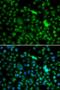 NOP2/Sun RNA Methyltransferase 6 antibody, LS-C748502, Lifespan Biosciences, Immunofluorescence image 
