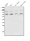 Growth Factor Receptor Bound Protein 10 antibody, A01663-2, Boster Biological Technology, Western Blot image 