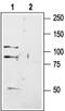 Glutamate Ionotropic Receptor Kainate Type Subunit 1 antibody, PA5-77417, Invitrogen Antibodies, Western Blot image 