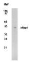 RAP1A, Member Of RAS Oncogene Family antibody, MA1-41177, Invitrogen Antibodies, Western Blot image 
