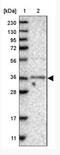 TRNA Methyltransferase O antibody, NBP2-14424, Novus Biologicals, Western Blot image 