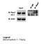 F-Box Protein 7 antibody, NBP1-55051, Novus Biologicals, Immunoprecipitation image 