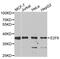 E2F Transcription Factor 6 antibody, PA5-77033, Invitrogen Antibodies, Western Blot image 