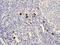 Immunoglobulin Heavy Constant Gamma 4 (G4m Marker) antibody, ab109493, Abcam, Immunohistochemistry paraffin image 