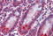 SplA/Ryanodine Receptor Domain And SOCS Box Containing 2 antibody, MBS245915, MyBioSource, Immunohistochemistry frozen image 