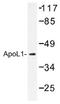 APOL1 antibody, AP01382PU-N, Origene, Western Blot image 