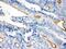 Villin 1 antibody, PB9457, Boster Biological Technology, Immunohistochemistry frozen image 