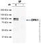 OPA1 Mitochondrial Dynamin Like GTPase antibody, ab42364, Abcam, Immunoprecipitation image 