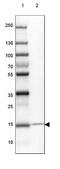 VKOR1 antibody, NBP1-92573, Novus Biologicals, Western Blot image 
