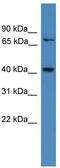 Aminoacyl tRNA synthase complex-interacting multifunctional protein 2 antibody, TA342584, Origene, Western Blot image 