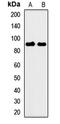 Cysteine-rich protein 2-binding protein antibody, orb412595, Biorbyt, Western Blot image 