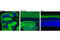 Bassoon Presynaptic Cytomatrix Protein antibody, 6897S, Cell Signaling Technology, Immunofluorescence image 