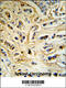 Casein Alpha S1 antibody, 62-319, ProSci, Immunohistochemistry paraffin image 