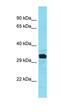 Uncharacterized protein C3orf54 antibody, orb326927, Biorbyt, Western Blot image 
