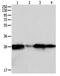 Peroxiredoxin 6 antibody, orb107431, Biorbyt, Western Blot image 