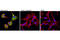 Heat Shock Protein Family B (Small) Member 1 antibody, 9709S, Cell Signaling Technology, Immunofluorescence image 
