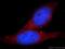 SLIT And NTRK Like Family Member 6 antibody, 21150-1-AP, Proteintech Group, Immunofluorescence image 