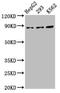 Cadherin 7 antibody, CSB-PA805303LA01HU, Cusabio, Western Blot image 