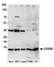 Cytochrome C Oxidase Subunit 5B antibody, A305-523A, Bethyl Labs, Western Blot image 
