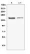 Crumbs homolog 1 antibody, A01499-1, Boster Biological Technology, Western Blot image 