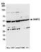 Serine Hydroxymethyltransferase 2 antibody, A305-351A, Bethyl Labs, Western Blot image 
