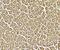XK Related 8 antibody, A12134, Boster Biological Technology, Immunohistochemistry paraffin image 