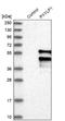2-Phosphoxylose Phosphatase 1 antibody, NBP1-83577, Novus Biologicals, Western Blot image 