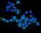 Claudin 16 antibody, A06659-1, Boster Biological Technology, Immunofluorescence image 
