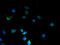 Serine Rich Single-Pass Membrane Protein 1 antibody, A61150-100, Epigentek, Immunofluorescence image 