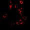 Granzyme B antibody, orb378095, Biorbyt, Immunofluorescence image 