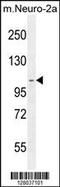 Scavenger Receptor Class F Member 2 antibody, 55-254, ProSci, Western Blot image 
