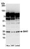 BCL2 Antagonist/Killer 1 antibody, A305-202A, Bethyl Labs, Western Blot image 