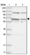 DIS3 Like 3'-5' Exoribonuclease 2 antibody, NBP2-38264, Novus Biologicals, Western Blot image 