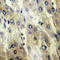 Bile acyl-CoA synthetase antibody, LS-C354152, Lifespan Biosciences, Immunohistochemistry frozen image 