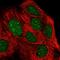 5'-3' Exoribonuclease 2 antibody, HPA050485, Atlas Antibodies, Immunofluorescence image 