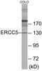 ERCC Excision Repair 5, Endonuclease antibody, EKC1703, Boster Biological Technology, Western Blot image 