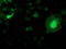 Potassium Channel Tetramerization Domain Containing 14 antibody, LS-C172849, Lifespan Biosciences, Immunofluorescence image 