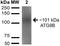 Autophagy Related 9B antibody, orb384106, Biorbyt, Western Blot image 