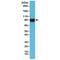 Hyaluronate receptor antibody, M00052-2, Boster Biological Technology, Western Blot image 