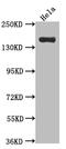 Xanthine Dehydrogenase antibody, CSB-RA785778A0HU, Cusabio, Western Blot image 
