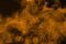 Cingulin antibody, BP5026, Origene, Immunofluorescence image 