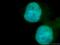 SWI/SNF-related matrix-associated actin-dependent regulator of chromatin subfamily D member 1 antibody, 10998-2-AP, Proteintech Group, Immunofluorescence image 